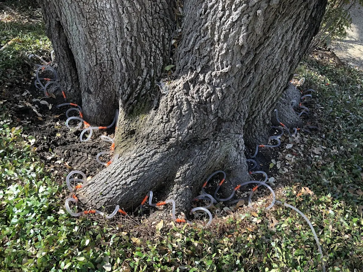 Detailed Tree Cabling and Bracing job site in Fishers Island