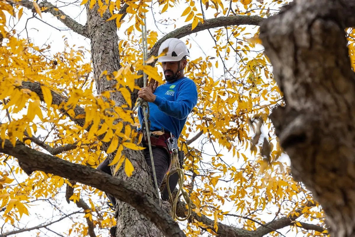 Skilled Tree Trimming crew working in Fishers Island