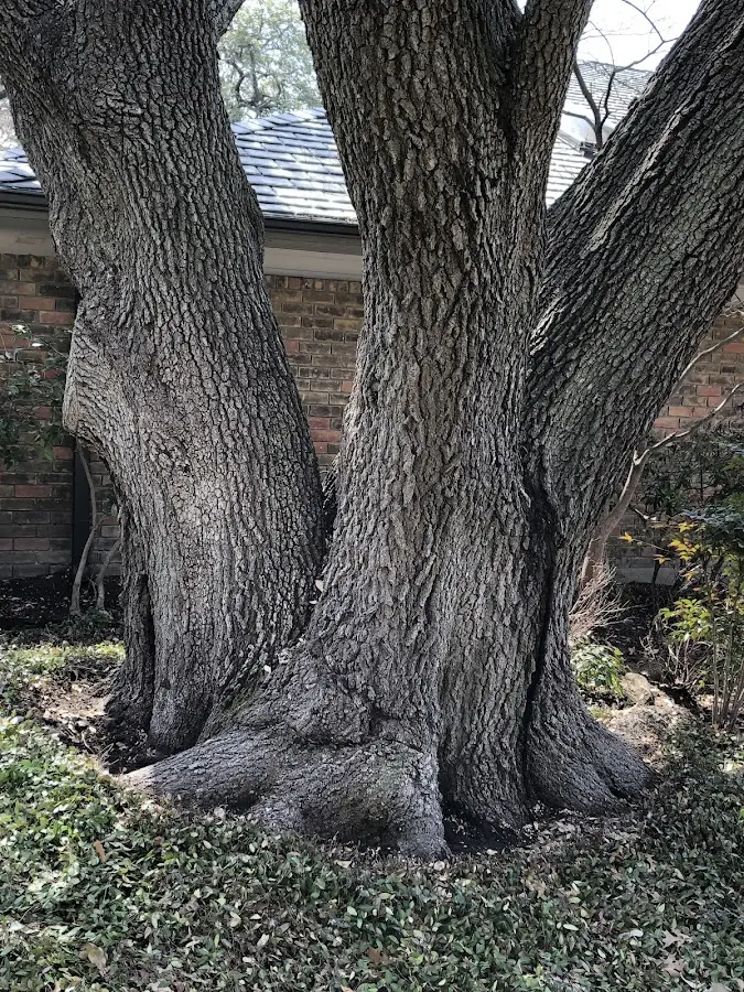 Mature heritage tree close to a Fishers Island property cared for by certified arborists